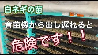 育苗機から出す最適な積算温度は〇〇℃です。