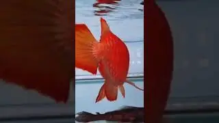 #arowana #superred #video #viral