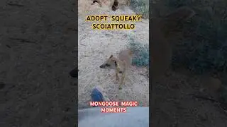 ADOPT SQUEAKY SCOIATTOLLO TSEBOKOLODI ☆ ADOPT MONGOOSES ☆ MONGOOSE MAGIC MOMENTS