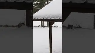 2026 Winter Storm be Like in Arkansas USA #winter2026 #snow #snowfall #shortsfeed #shortvideo