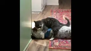 Linda is an aggressive lover #shorts #dog #cat