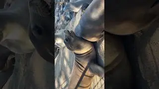 Sea Lions Sound 🖤 ( Barking ) (1)