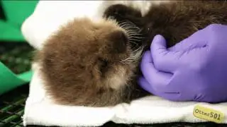 Sea Otter Pup Sneezes