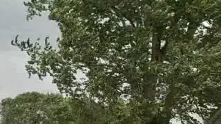 100 Degree Heat Relief.wmv