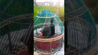 18 1 2026francolin blackfrancolin kalateetar black teetar ki awaz kala teetar ki awaz sindhi teetar 
