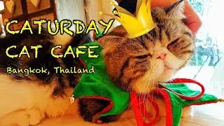 The Best Cat Cafe in Bangkok, Thailand 🐈