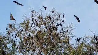Flying Foxes-Fruit Bats at Wat Chanthraram