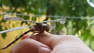A GIANT DRAGONFLY  