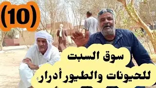 سوق السبت لتربية الحيوانات والطيور بولاية أدرار  يوم 08 / 07 / 2023