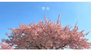おだともあき「雪桜」Official Lyric Video