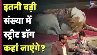 Supreme Court Decision on Stray Dogs: इतनी बड़ी संख्या में स्ट्रीट डॉग कहां जाएंगे? - TV9D