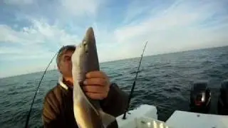Spiney Spotted Dogfish Shark - Chesapeake Bay (Cape Henry)