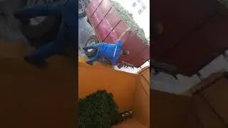 Uva verdeca in vasca per la diraspatura