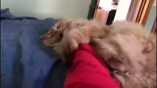 Bunny kick 