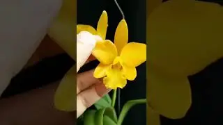 Parade Anggrek Cattleya Bunga Kuning - Ade Orchids Nursery Bogor #shorts