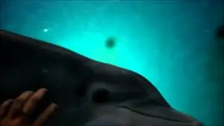 Internship Dolphin Interaction