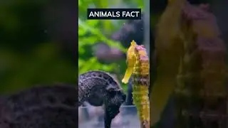 The Secret to Strengthening Relationships #facts #shorts #short #animals #tmtfacts