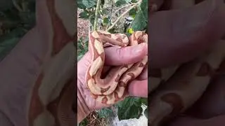 2024 Hypo Labyrinth DH Blood VPI T Positive. #reptiles #snakes # boaconstrictors