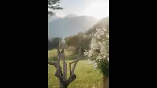 White Flowers on the Field...