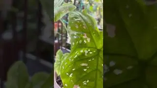 Caladium plant #houseplants #oudoorsplant#nature #houseplantlover