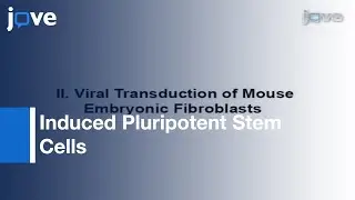 Induced Pluripotent Stem Cells: Reprogramming Mouse Embryonic Fibroblasts l Protocol Preview