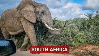 Driving Through South Africa's 'Elephant Kingdom' | An Epic Addo Safari