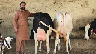 7 ਗਾਵਾਂ ਕਾਲੇ ਸੈਦੋਕੇ ਵਾਲੇ ਕੋਲ, 7 Cows for sale 