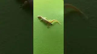 The lizard gave birth to a new baby!!! 😲 | #shorts