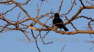 Birds in the arid drylands of northern India - a compilation