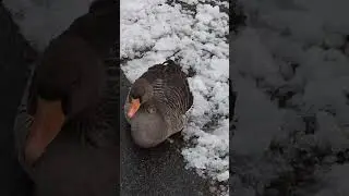 Geese in Passau. Germany.