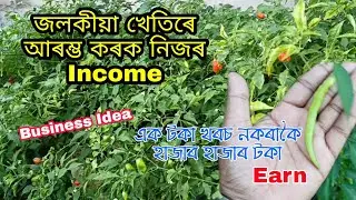 জলকীয়া খেতিৰে আৰম্ভ কৰক Income | Assamese Business Idea | Prative Bhai