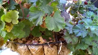 Mourning Dove Nest Cam