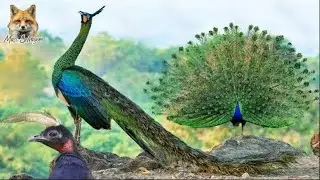 3 tipos de Pav&otilde;es - Plumagens e exibi&ccedil;&otilde;es impressionantes