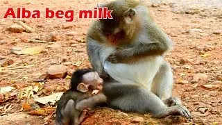 Sympathy life ! Poor Alba cry beg mom for milk time, Anna no pity sit doesn't care Alba complain