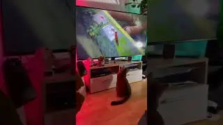 Game Room Ideas : Tip #9 Never Let Your Cat Play The Game To Long