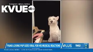 Piano-loving dog goes viral for reactions