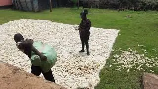 Maize Farming: Post Harvest Management of Maize