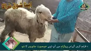 Apna Shouq Nirala اپنا شوق نرالا