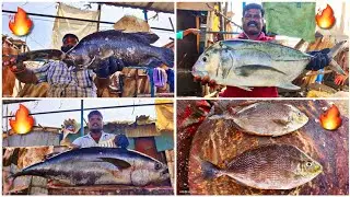 BIG TREVALLY,TUNA,SEA BASS,EEL,RABBIT,OOSI KOLA FISH CUTTING COMPILATION🔥#5 | KASIMEDU FISH CUTTING