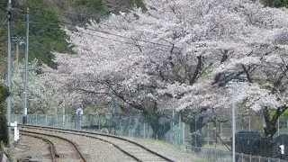 BodyBalance98 Tracklist (Movie : Oigawa Line cherry blossoms holiday train).ボディバランス98