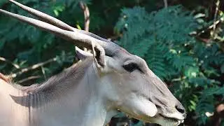 Sing Along Swahili Worship | Mungu Baba Lyrics with Calming Safari Visuals