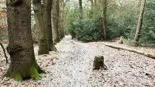 ASMR crisp morning walk around Tile hill wood nature reserve - Coventry 