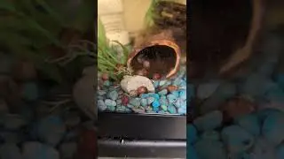 Rarity Black Kuhli Loach out n about!    Regular Kuhli Loach in cave!   (2025) #shorts #drockingfish