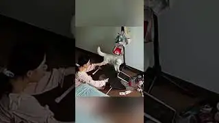Funny & Cute Cats Compilation Episode 18 #shorts #cats #catsshorts