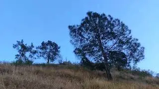 Dry grass clean sky #shorts