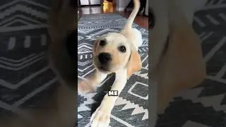 My puppy has a fun fact for you! #puppy #funny #cute #shorts