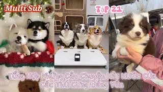 [Multi Sub] Collection of Funny Stories of Lovely Pets - Episode 21 || Song Tử Review