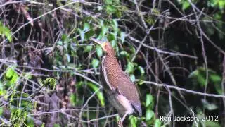 Rufescent Tiger-Heron (
