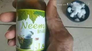 Aseel Legs Infection Treatment # Surkhbada ka ilaj