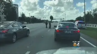 Large Iguana Ties Up Traffic